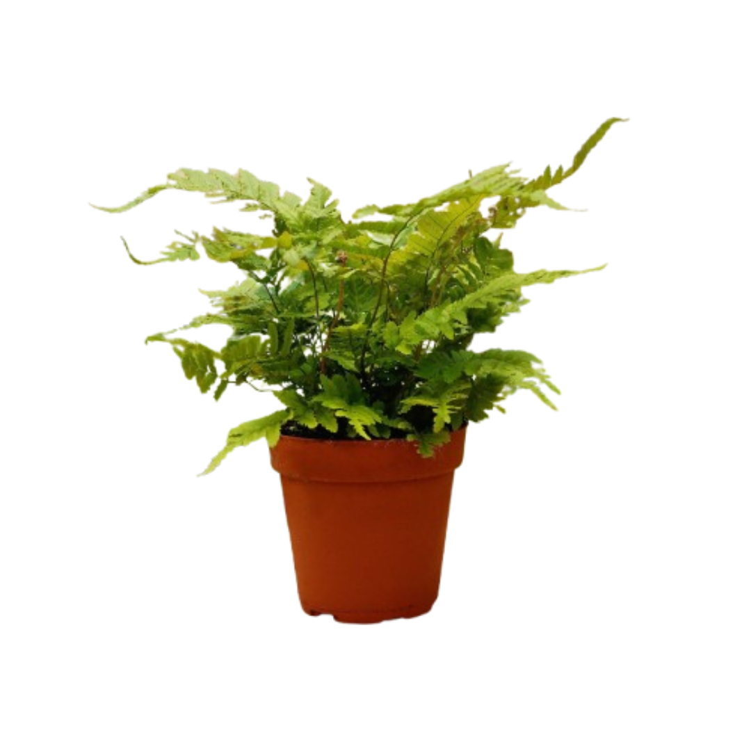 monthly potted plant subscription 1 Pet Friendly Monthly Subscription Box – Marbella St. Nursery