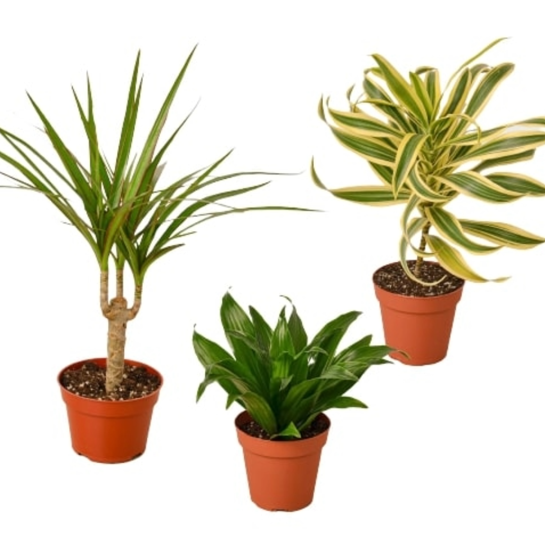 3 Different Dracaenas Variety Pack - 4" Pot