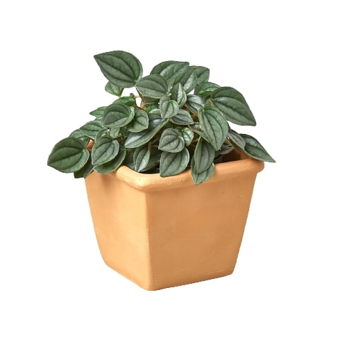 buy pre potted plants 1 Pre-Potted Subscription Box – Marbella St. Nursery