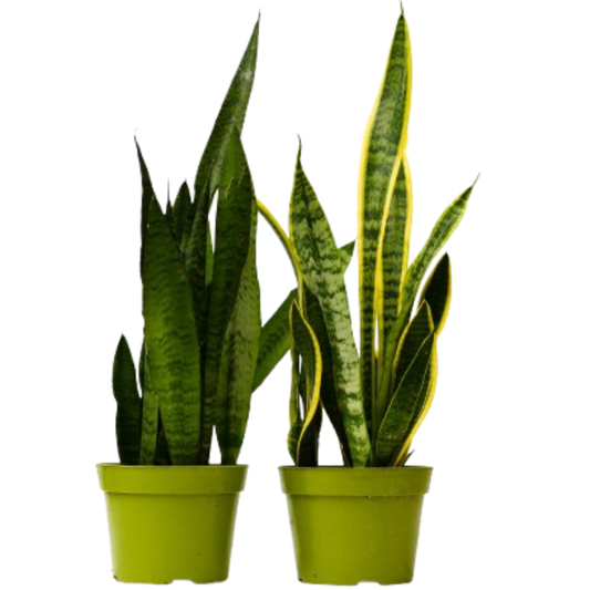 2 Snake (Sansevieria) Plant Variety Pack - 6" Pot