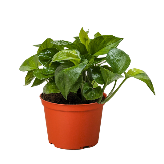 Pothos 'Lemon Top'