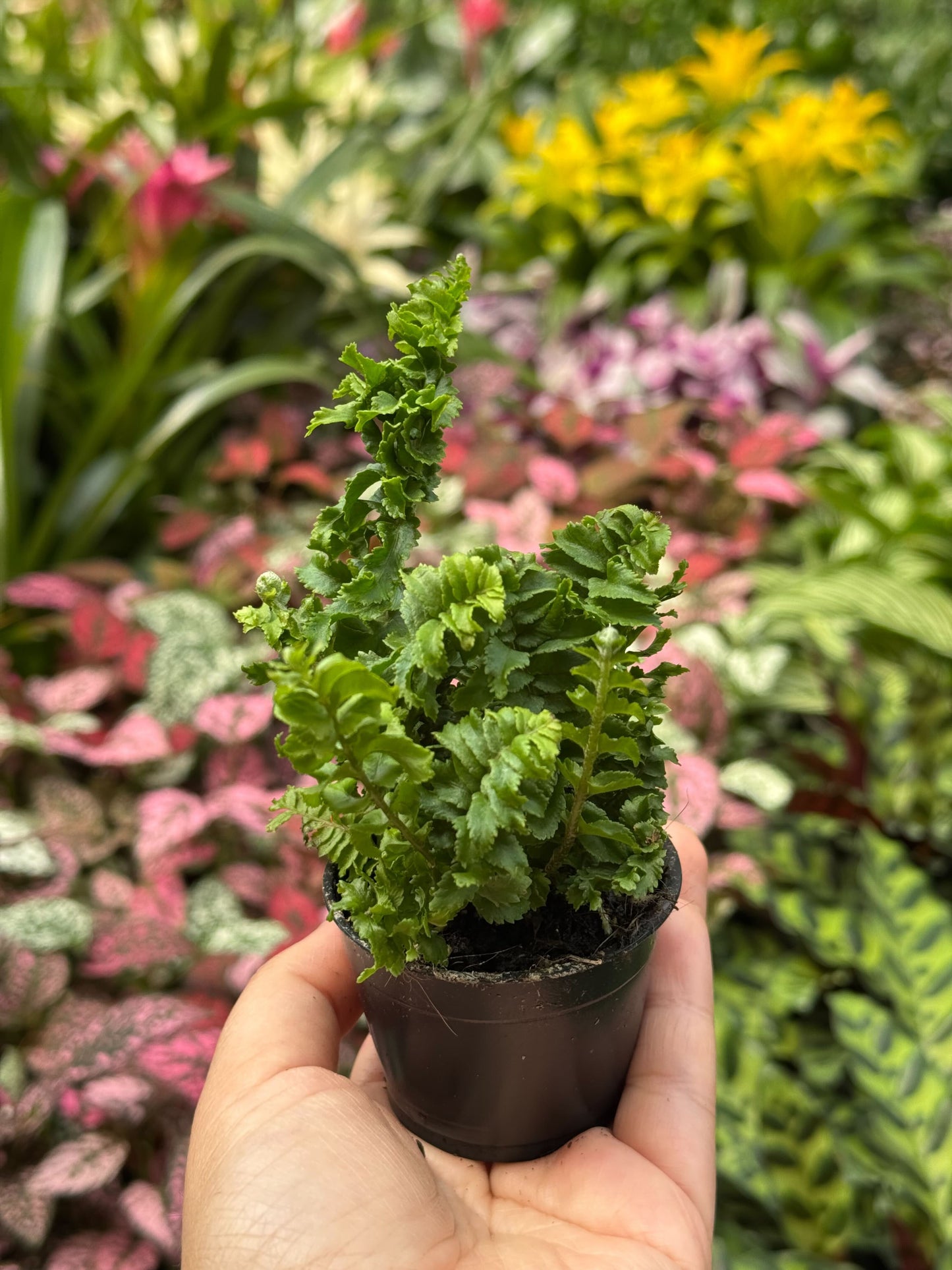 'Emina' Fern - 4" Pot