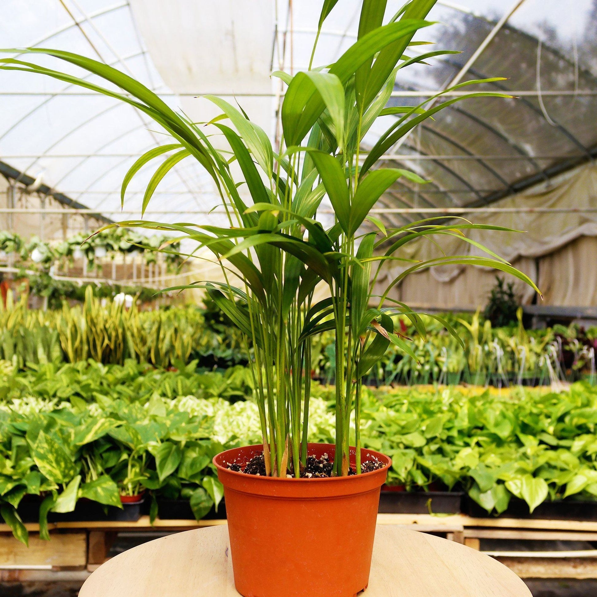 indoor plant monthly subscription 1 Pet Friendly Monthly Subscription Box – Marbella St. Nursery